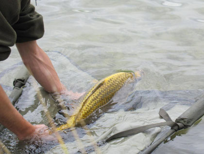 PECHE A LA CARPE EN PICARDIE